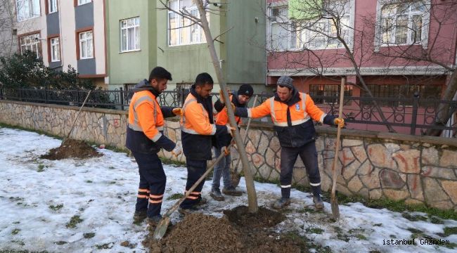 Eyüpsultan'da Ağaç Dikimi Devam Ediyor...